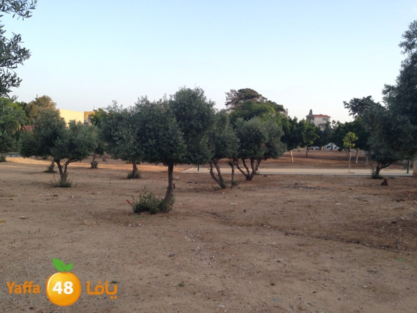 ardjabalaya520 (3).JPG